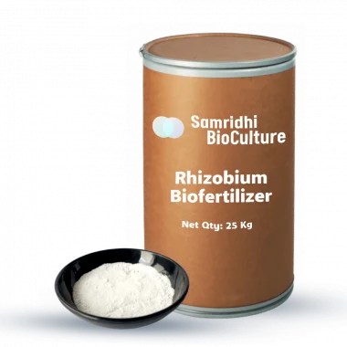 Rhizobium