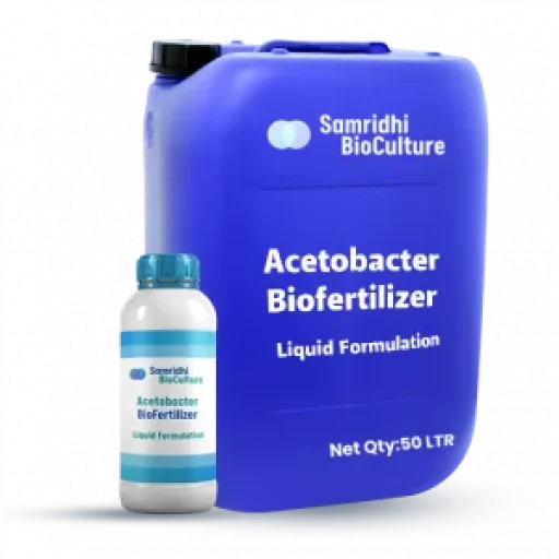 Acetobacter